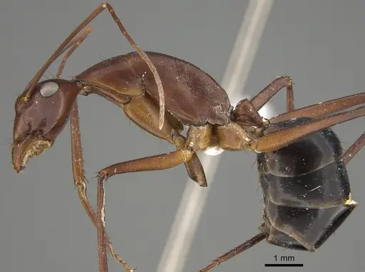 Camponotus rufus specimen CASENT0887681 image casent0887681_1