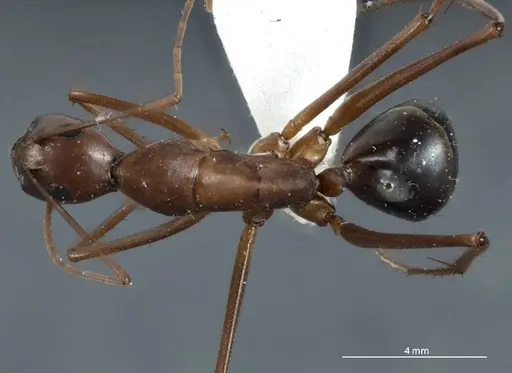 Camponotus rufus specimen JDM32-001333 image jdm32-001333_1