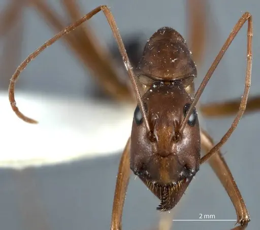 Camponotus rufus specimen JDM32-001333 image jdm32-001333_2