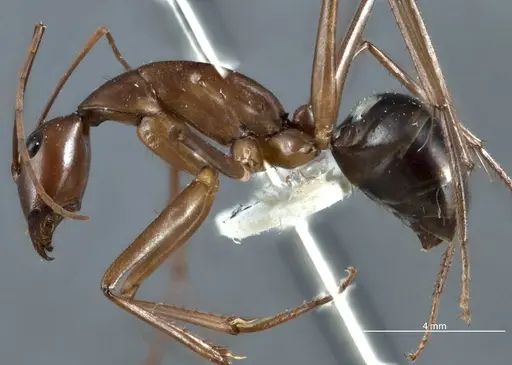 Camponotus rufus specimen JDM32-001333 image jdm32-001333_3