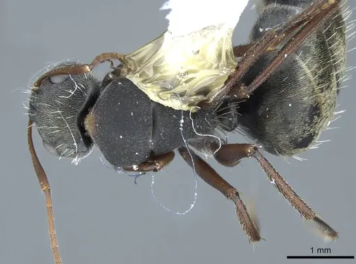 Camponotus rusticus specimen CASENT0914427 image casent0914427_1