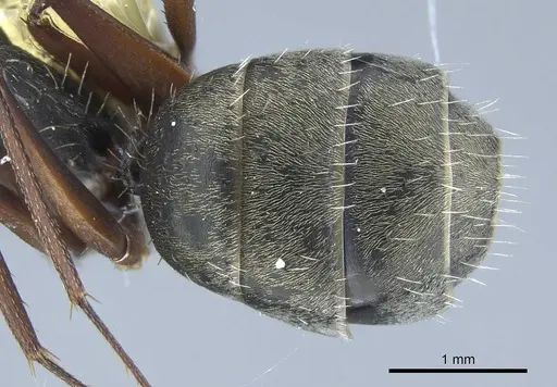 Camponotus rusticus specimen CASENT0914427 image casent0914427_2