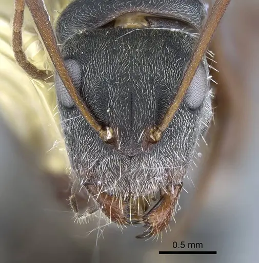 Camponotus rusticus specimen CASENT0914427 image casent0914427_3