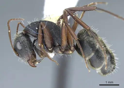 Camponotus rusticus specimen CASENT0914427 image casent0914427_4