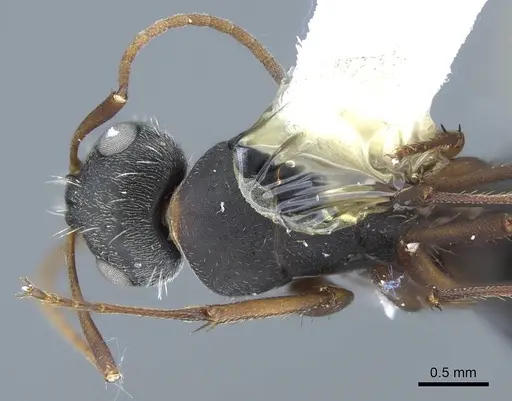 Camponotus rusticus specimen CASENT0914428 image casent0914428_1