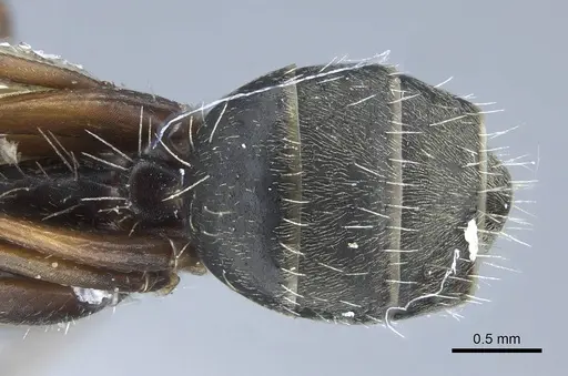 Camponotus rusticus specimen CASENT0914428 image casent0914428_2