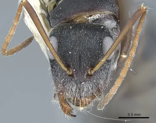 Camponotus rusticus specimen CASENT0914428 image casent0914428_3