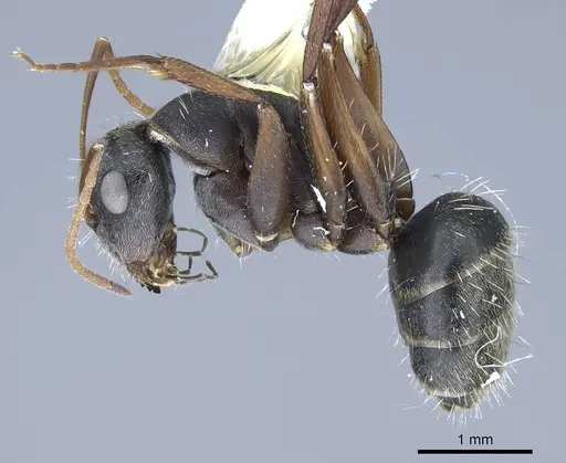 Camponotus rusticus specimen CASENT0914428 image casent0914428_4