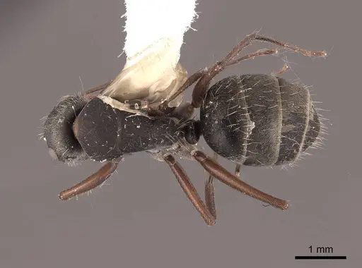 Camponotus rusticus specimen FMNHINS0000062973 image fmnhins0000062973_1
