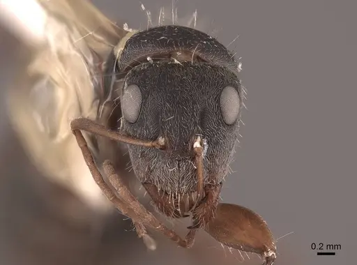 Camponotus rusticus specimen FMNHINS0000062973 image fmnhins0000062973_2