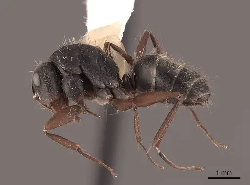 Camponotus rusticus specimen FMNHINS0000062973 image fmnhins0000062973_3