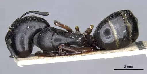 Camponotus sacchii specimen CASENT0905796 image casent0905796_1