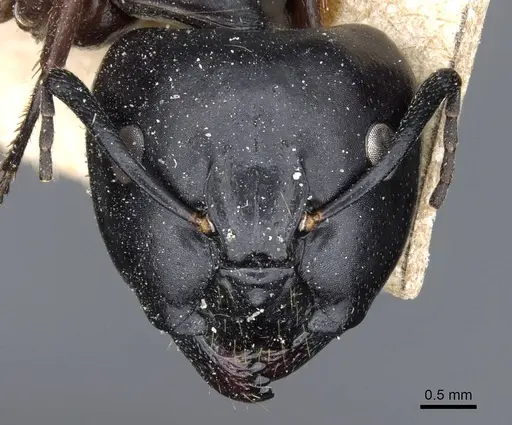 Camponotus sacchii specimen CASENT0905796 image casent0905796_2