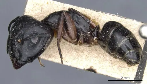 Camponotus sacchii specimen CASENT0905796 image casent0905796_3
