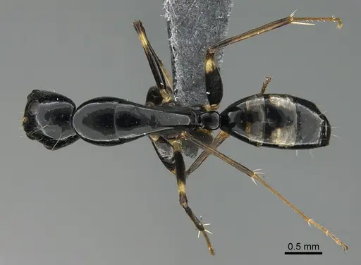 Camponotus sada specimen CASENT0373184 image casent0373184_1