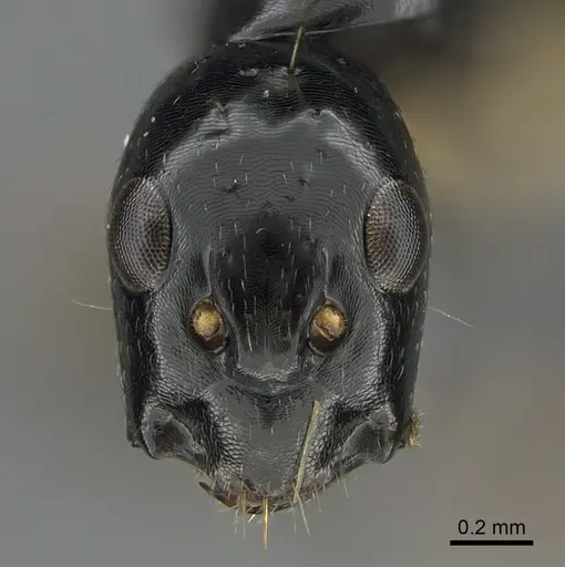Camponotus sada specimen CASENT0373184 image casent0373184_2