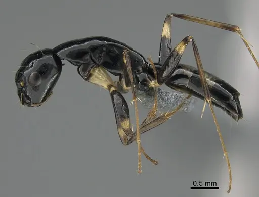 Camponotus sada specimen CASENT0373184 image casent0373184_3