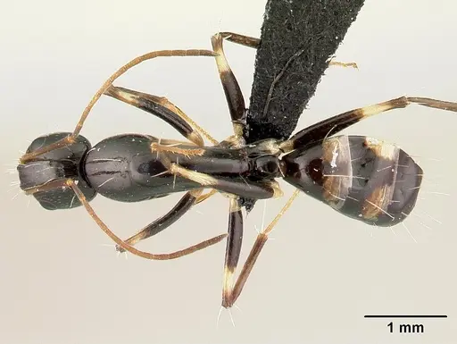 Camponotus sada specimen CASENT0498916 image casent0498916_1