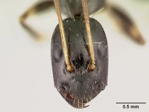 Camponotus sada specimen CASENT0498916 image casent0498916_2