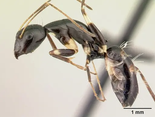 Camponotus sada specimen CASENT0498916 image casent0498916_3