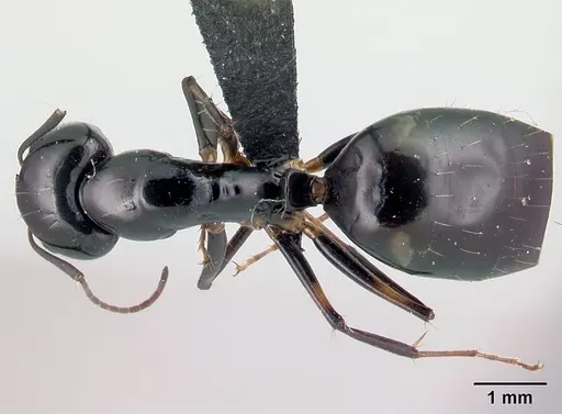 Camponotus sada specimen CASENT0498922 image casent0498922_1