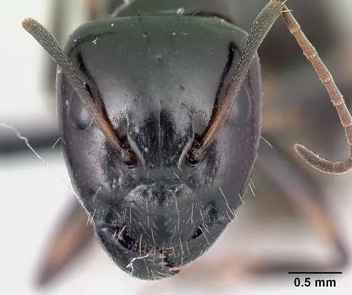 Camponotus sada specimen CASENT0498922 image casent0498922_2