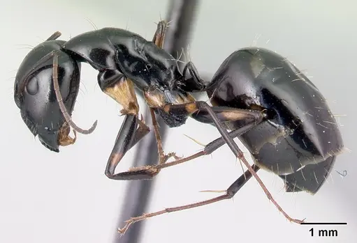Camponotus sada specimen CASENT0498922 image casent0498922_3