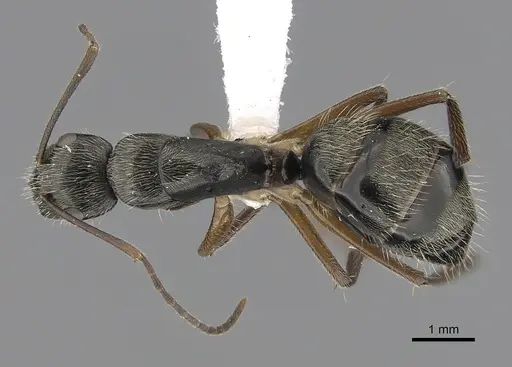 Camponotus salvini specimen CASENT0280070 image casent0280070_1