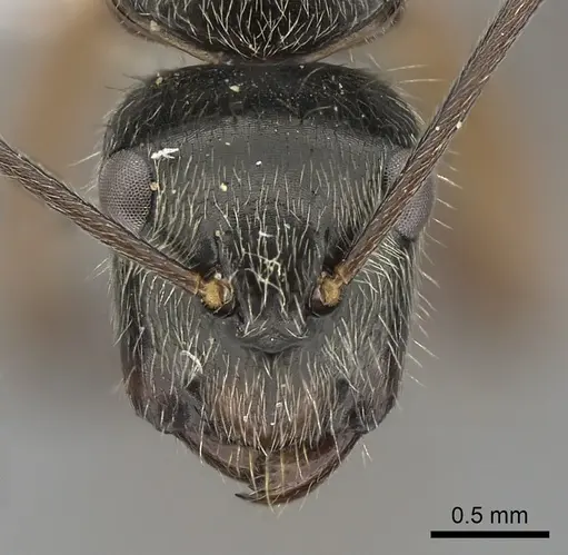 Camponotus salvini specimen CASENT0280070 image casent0280070_2