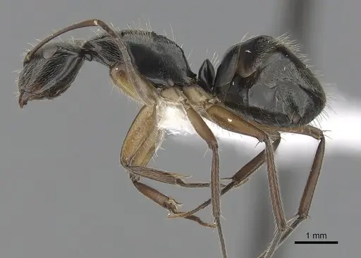 Camponotus salvini specimen CASENT0280070 image casent0280070_3