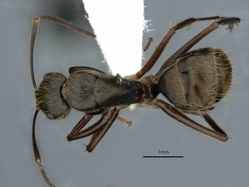 Camponotus salvini specimen CASENT0843556 image casent0843556_1