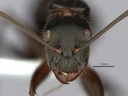 Camponotus salvini specimen CASENT0843556 image casent0843556_2