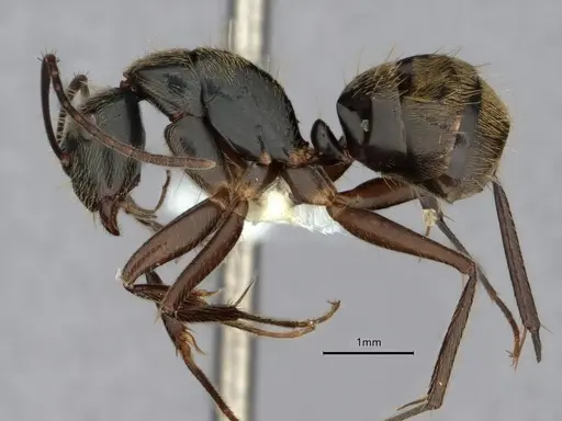 Camponotus salvini specimen CASENT0843556 image casent0843556_3