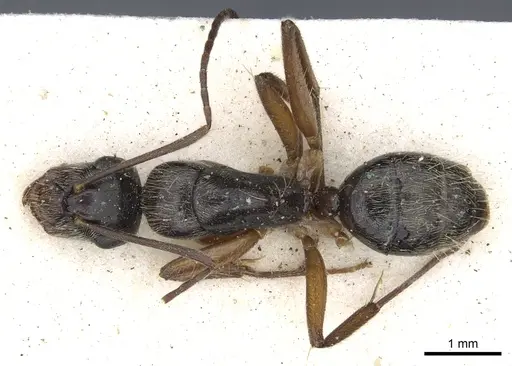 Camponotus salvini specimen CASENT0903627 image casent0903627_1