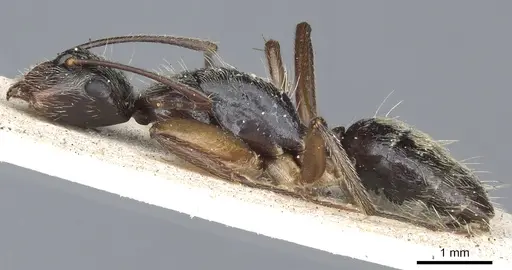 Camponotus salvini specimen CASENT0903627 image casent0903627_3