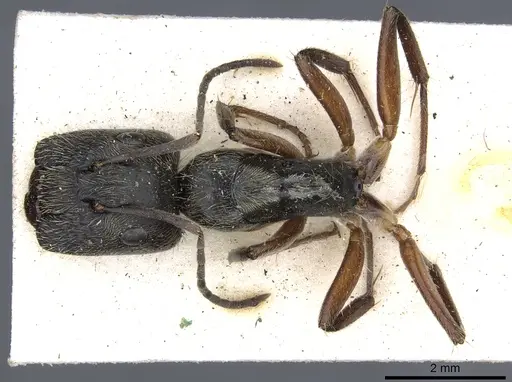 Camponotus salvini specimen CASENT0903628 image casent0903628_1