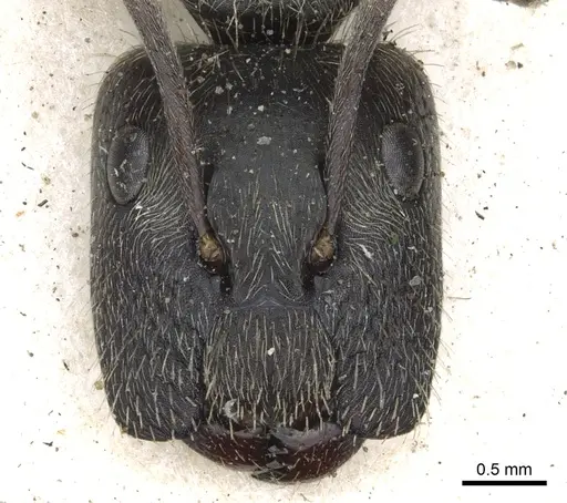 Camponotus salvini specimen CASENT0903628 image casent0903628_2