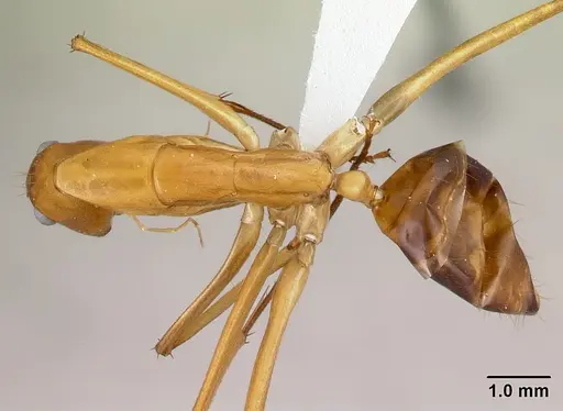 Camponotus sambiranoensis specimen CASENT0192146 image casent0192146_1