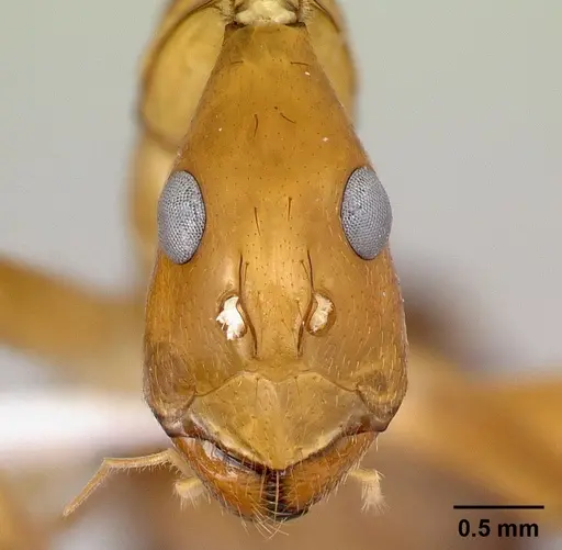 Camponotus sambiranoensis specimen CASENT0192146 image casent0192146_2