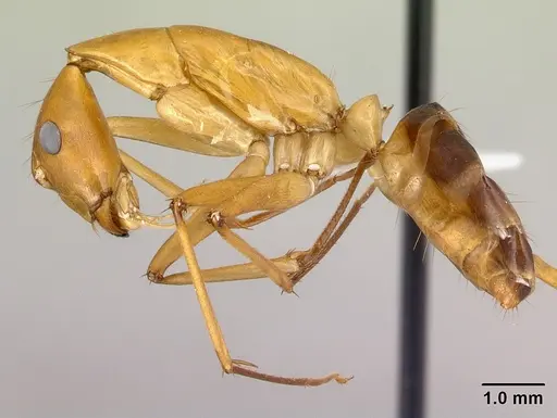 Camponotus sambiranoensis specimen CASENT0192146 image casent0192146_3