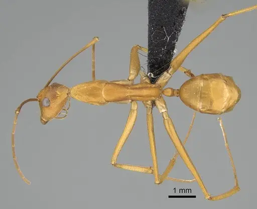 Camponotus sambiranoensis specimen CASENT0231845 image casent0231845_1