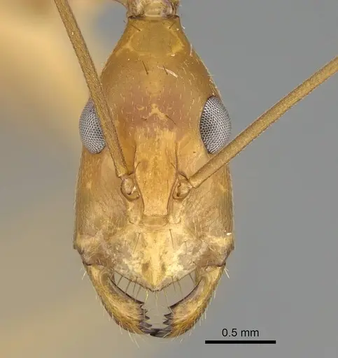 Camponotus sambiranoensis specimen CASENT0231845 image casent0231845_2