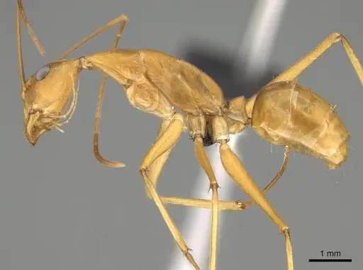 Camponotus sambiranoensis specimen CASENT0231845 image casent0231845_3