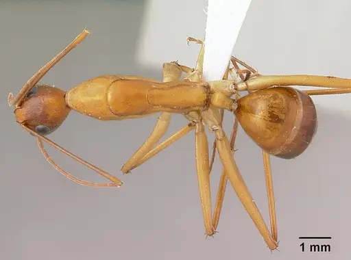 Camponotus sambiranoensis specimen CASENT0428077 image casent0428077_1