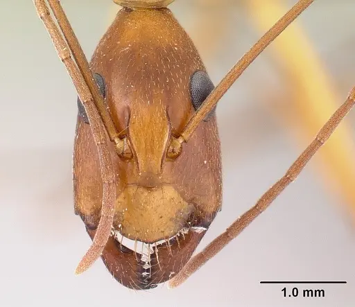 Camponotus sambiranoensis specimen CASENT0428077 image casent0428077_2