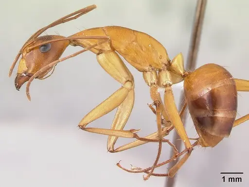 Camponotus sambiranoensis specimen CASENT0428077 image casent0428077_3