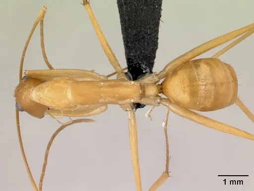 Camponotus sambiranoensis specimen CASENT0487955 image casent0487955_1