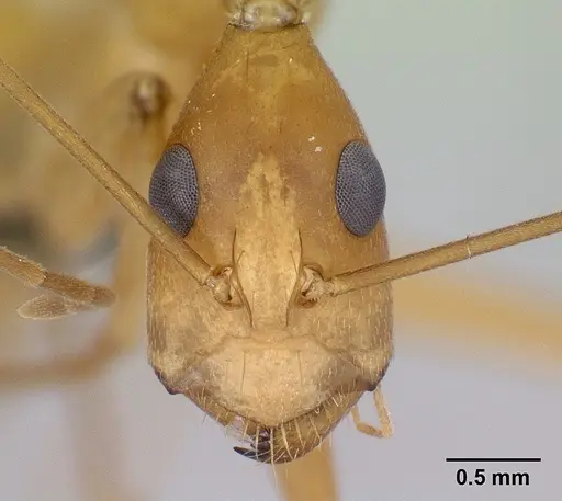 Camponotus sambiranoensis specimen CASENT0487955 image casent0487955_2