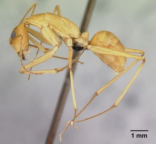 Camponotus sambiranoensis specimen CASENT0487955 image casent0487955_3