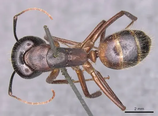 Camponotus samius specimen CASENT0905290 image casent0905290_1